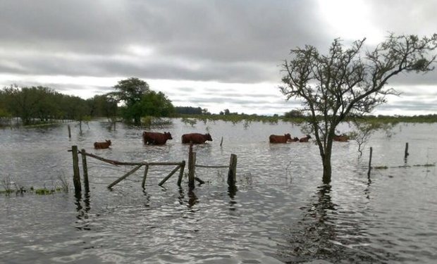 Bajaron las aguas en el nordeste de la provincia, pero se agravan las pérdidas.