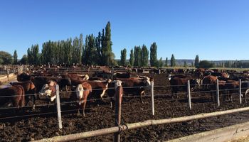 La UE reconoce a la Patagonia Norte A como región libre de aftosa sin vacunación