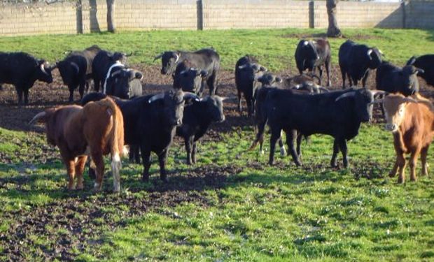 Secuencian el genoma de un virus de la alfalfa