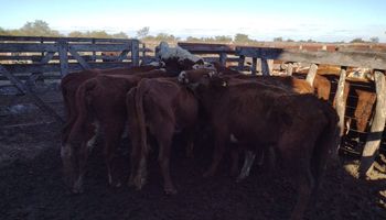 "Muy triste": la imagen de vacas que tendrán que morir en el campo por el cierre de exportaciones