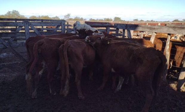 "Muy triste": la imagen de vacas que tendrán que morir en el campo por el cierre de exportaciones