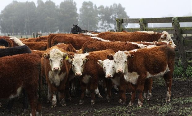 Crece la cantidad de establecimientos libres de brucelosis bovina.