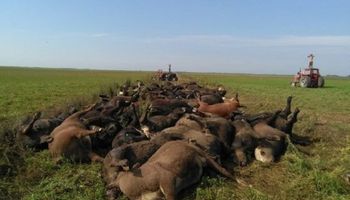 Por el calor, murieron cerca de 200 vacas en La Pampa
