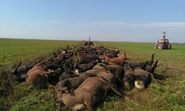 Cerca de 200 animales murieron en La Pampa.