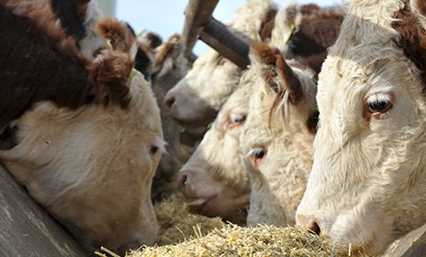 Mejora la situación para los feedlots