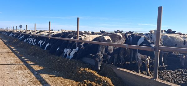 vacas comiendo en el tambo
