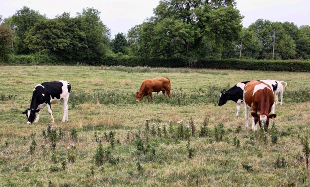 Carnes: si Argentina exportara más, el mundo ni se enteraría