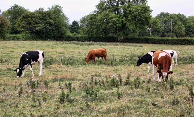 Muchos ganaderos no tenían pasturas y tuvieron que mal vender sus rodeos