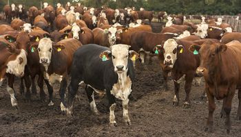 El stock ganadero bovino muestra una recomposición anual del 2,3 por ciento