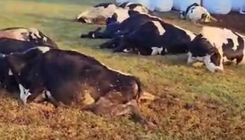 Curto-circuito mata 32 vacas no PR e mobiliza apoio ao produtor: “dor que não se explica”
