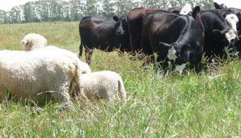 Uruguay: baja stock de vacas de cría y terneros
