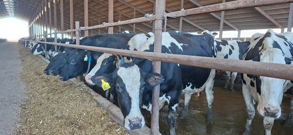 vacas de camisasso
