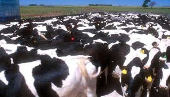 Aumentó 8,7% ganado vacuno en tambo