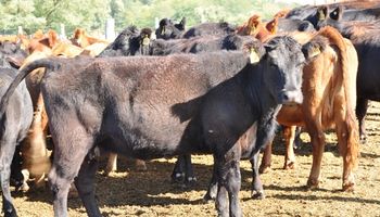 Buenos Aires destaca una recuperación del stock bovino