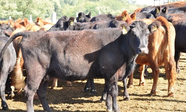 Destacan recuperación de stock bovino y crecimiento de las exportaciones en la Provincia.