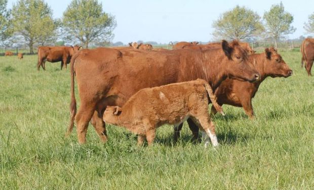 El Índice Rosgan Cría –integrado por vientres con garantía de preñez y vacas con cría al pie– creció un 20,0% en el último año.