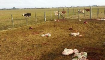 Roban 25 vacas en un campo de Santa Fe y dejan las vísceras y cabezas del ganado