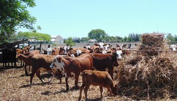 El manejo virtual potencia la gestión de los rodeos