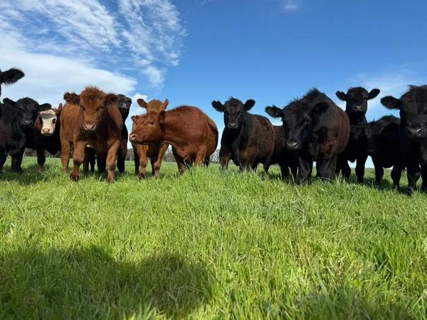 vacas campo jodor
