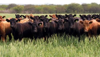 El stock ganadero estadounidense volvió a crecer