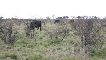 Los productores pampeanos producirán menos carne, pero confían en mejorar su situación