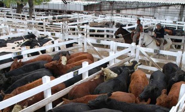 Las vacas, marcaron preferencia en la semana