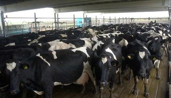 La ola de calor ya mató a un centenar de vacas