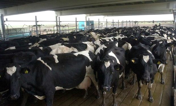 La ola de calor ya mató a un centenar de vacas