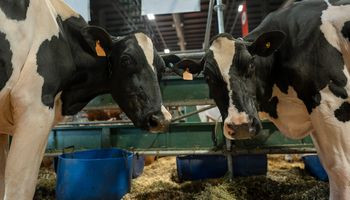 Las Holando volvieron a La Rural luego de seis años: cómo es la tecnología que con una muestra de pelo permite saber el potencial de la vaca