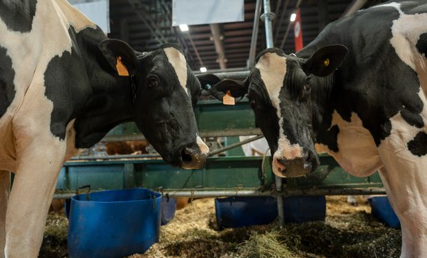 Las Holando volvieron a La Rural luego de seis años: cómo es la tecnología que con una muestra de pelo permite saber el potencial de la vaca