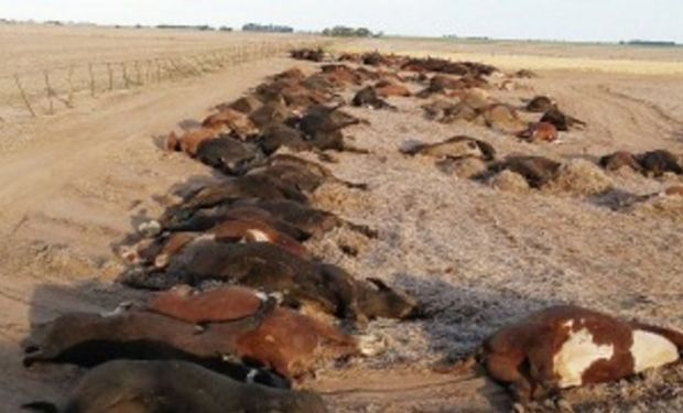 Más de 200 vacas murieron intoxicadas por un herbicida.