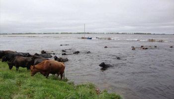 Lluvias: Córdoba y Santa Fe pierden 1,8 millones de litros de leche por día