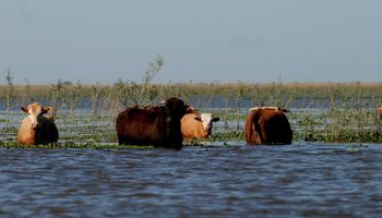 Senasa facilita el movimiento de bovinos en las zonas inundadas de Formosa