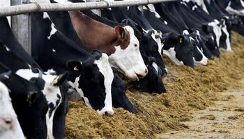 El toro que con 16.000 hijas transformó la industria lechera mundial
