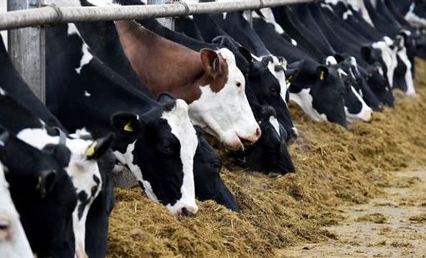 Las vacas Holstein están en el centro de la industria lechera mundial. Foto: Getty
