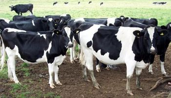 Piden una investigación sobre la industria lechera