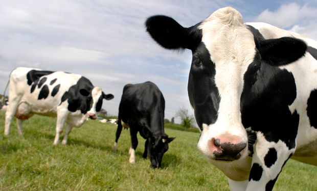 Hoy no queda más nada para dar de comer y hay que recurrir a los fardos y los silos.