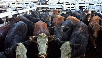 Repunte del valor de la vaca en Liniers