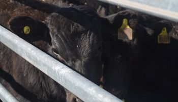Frigoríficos presionan a la baja los precios de la vaca