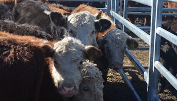 Las vacas recuperaron el interés de la demanda en la ronda final