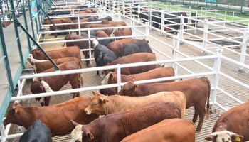 Las vacas lograron valores destacados