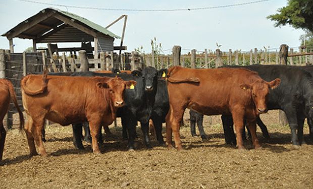 En el mercado de Liniers hay mucho interés por las vacas: pagan hasta $ 85 por las especiales
