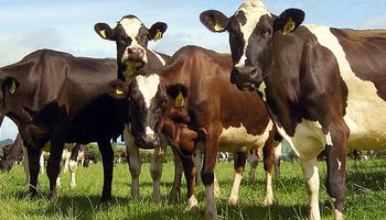 Más apoyo en Nueva Zelanda a su carne