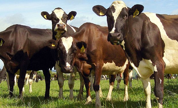 Más apoyo en Nueva Zelanda a su carne