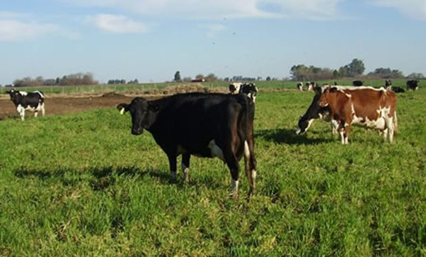 Los sistemas ganaderos a base de pasturas pueden sufrir dicha deficiencia por baja concentración del mineral en el forraje, o bien debido a la existencia de otros minerales.