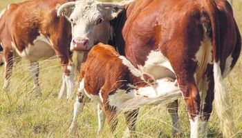 Uruguay: evalúan exportar vientres preñados a la Argentina