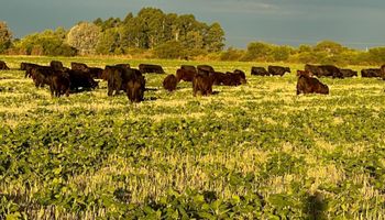 Puso a los animales a comer la soja y al rato salió la baja de retenciones