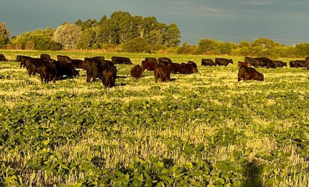 Puso a los animales a comer la soja y al rato salió la baja de retenciones