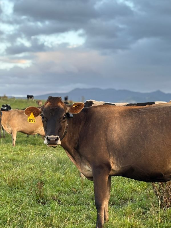 vacas tambo rostagno