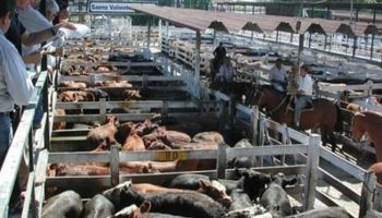 La necesidad de los compradores dejo un clima firme para las vacas